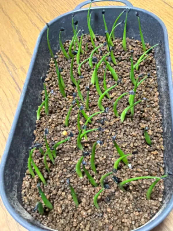 Agave utahensis ssp. utahensis Compacta (アガベ ユタエンシスコンパクタ)