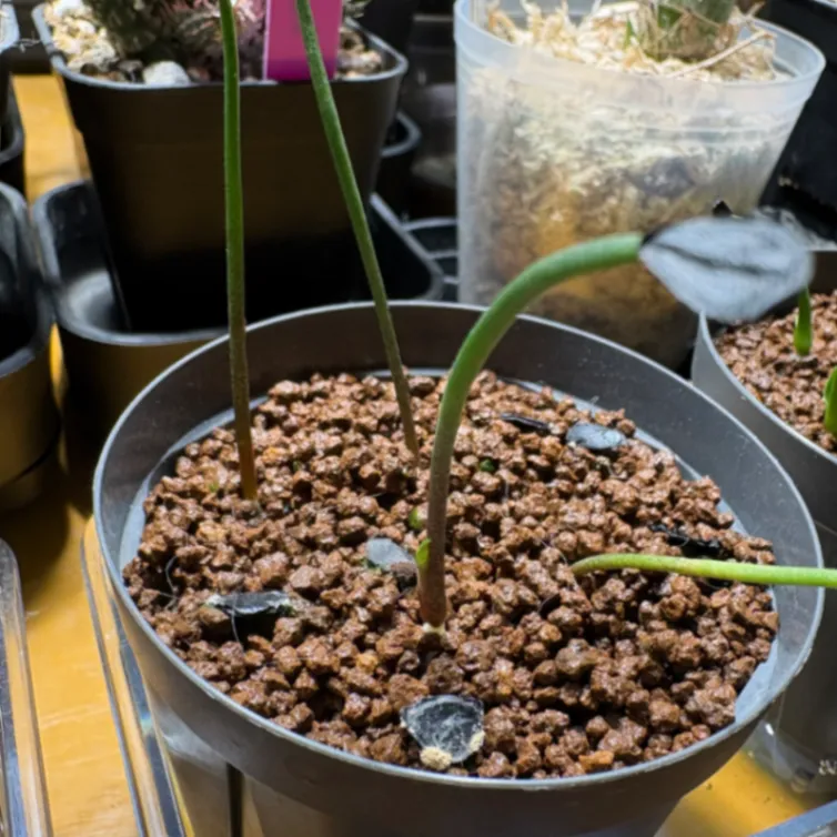 Agave ([プレゼント種子])