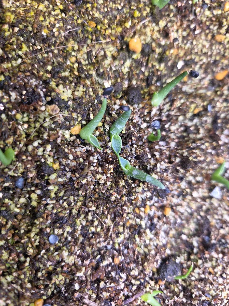 Agave utahensis var. eborispina (アガベ エボリスピナ)