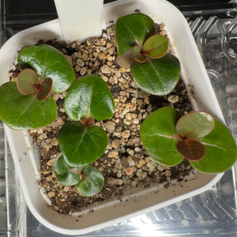 Adenium dhofarense (アデニウム ドファレンセ)