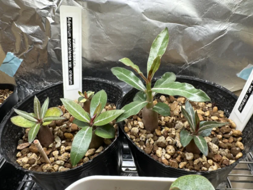 Adenium somalense var. crispum (アデニウム クリスパム)