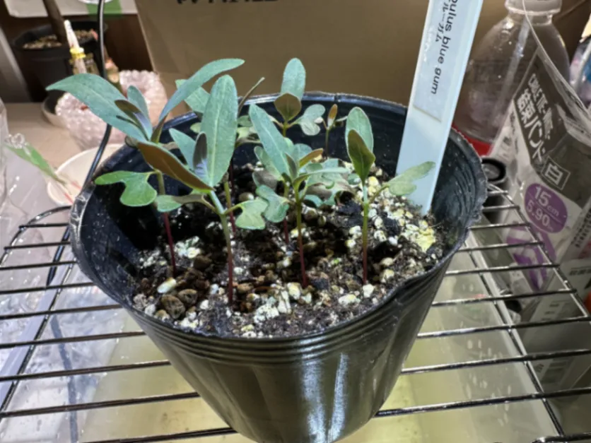Eucalyptus globulus  blue gum (ユーカリ ブルーガム)