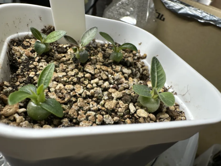 Pachypodium rosulatum var. inopinatum ([プレゼント種子 3月22日まで] パキポディウム イノピナツム)