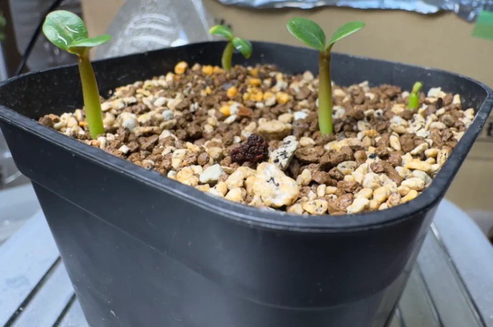 Pachypodium windsorii (パキポディウム ウィンゾリー)