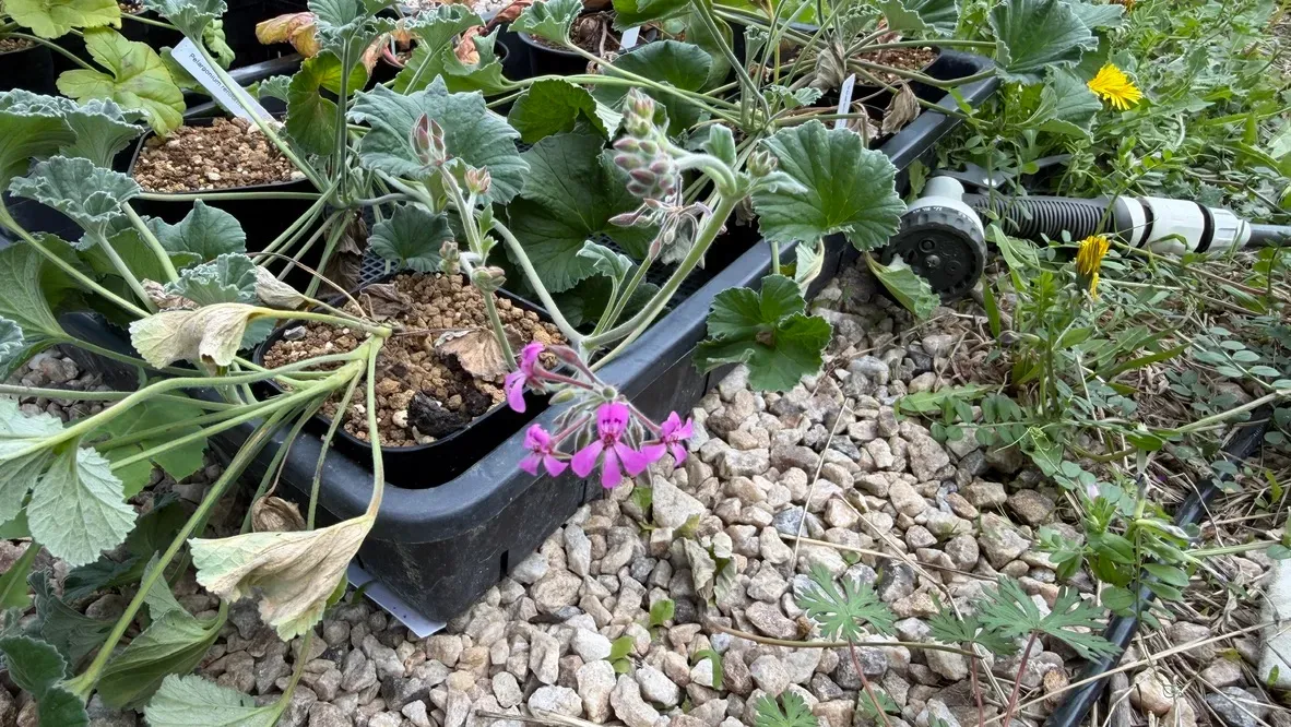 Pelargonium reniforme (ペラルゴニウム レニフォルメ)