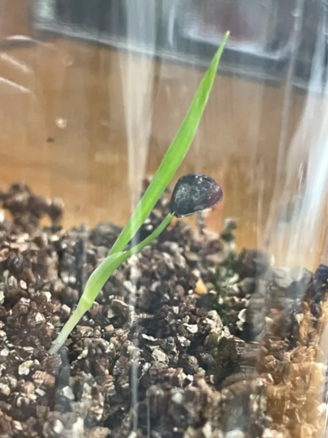 Agave Mix (アガベ ミックス)