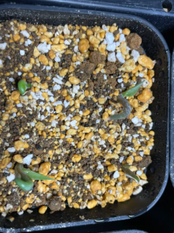 Agave potatorum (アガベ ポタトラム)