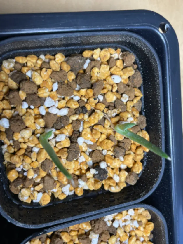 Agave parryi var. truncata (アガベ パリー トランカータ)