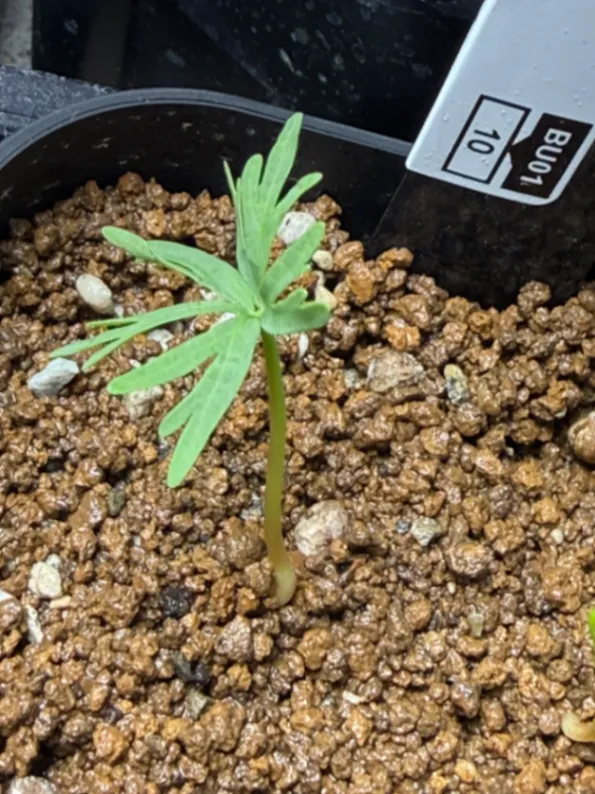 Bursera fagaroides (ブルセラ ファガロイデス)