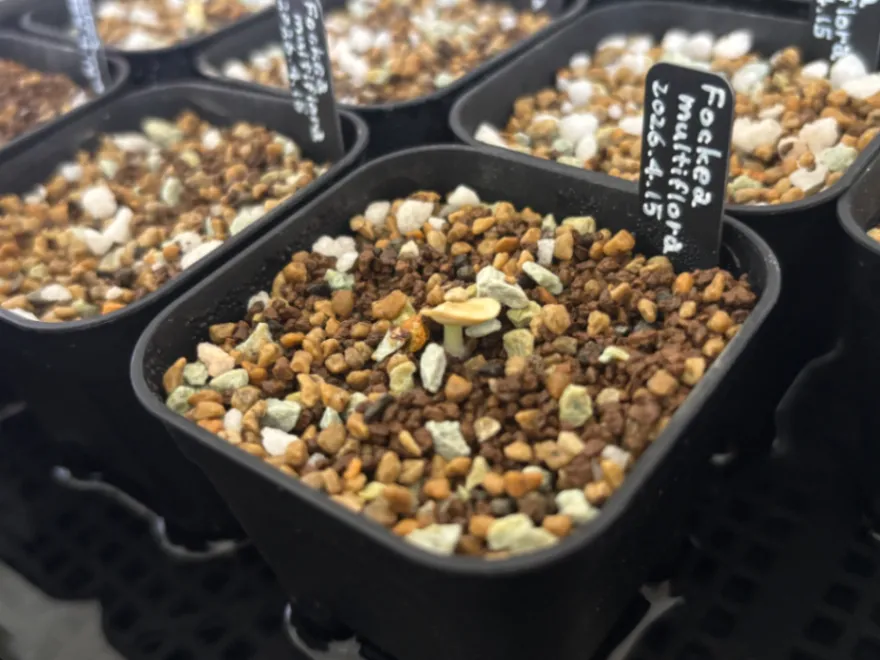 Fockea multiflora (フォッケア ムルチフローラ)