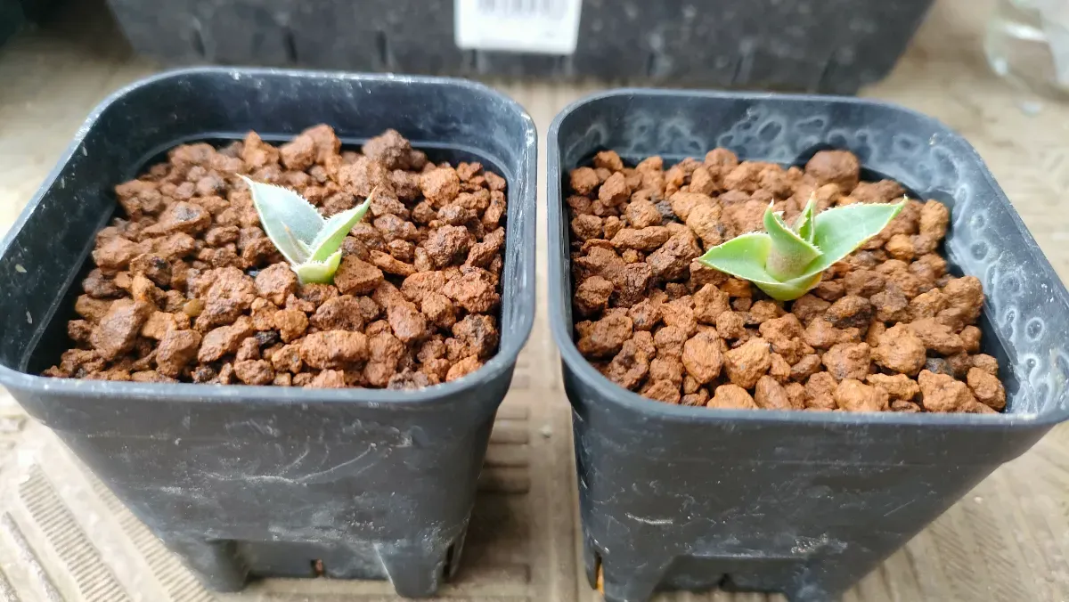 Agave filifera var. compacta (アガベ フィリフェラコンパクタ)