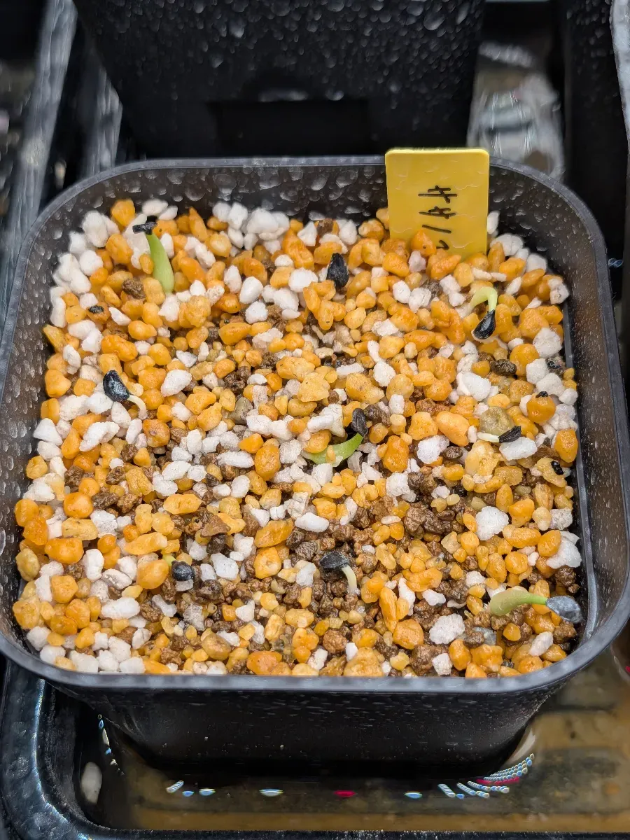 Agave victoriae-reginae ssp. victoriae-reginae (アガベ ビクトリアレジーナエ 笹の雪)