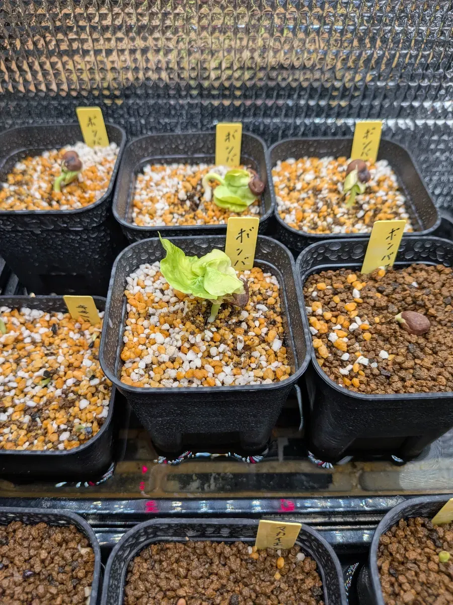 Pseudobombax ellipticum (セウドボンバックス エリプティカム アルバム)