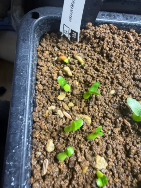 Pachypodium rosulatum ssp. makayense (パキポディウム マカイエンセ)