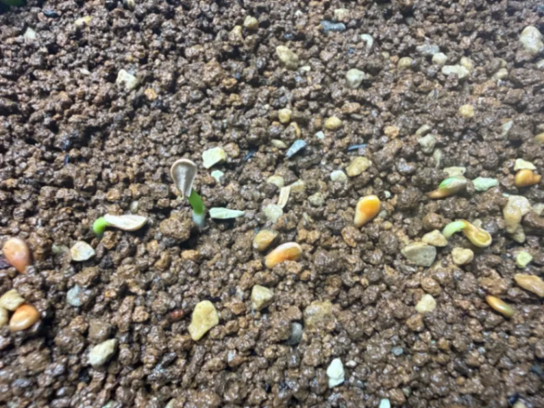 Pachypodium windsorii (パキポディウム ウィンゾリー)