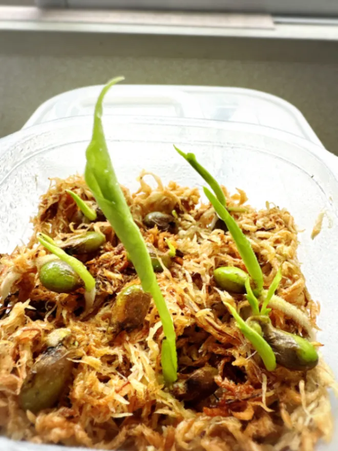 Monstera deliciosa Tauerii (モンステラ タウエリー)