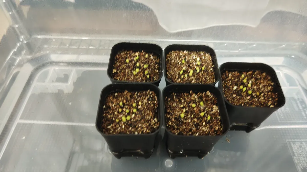 Astrophytum asterias gonzales (アストロフィツム ゴンザレス)