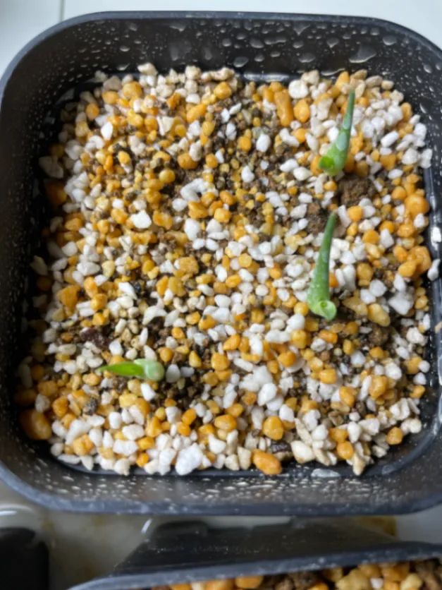 Agave Mix (アガベ ミックス)