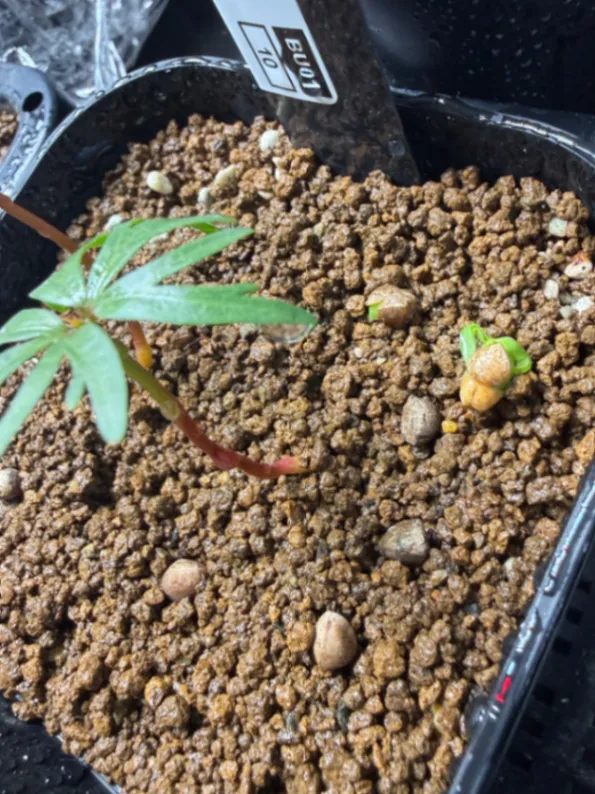 Bursera fagaroides (ブルセラ ファガロイデス)