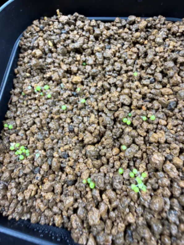 Conophytum burgeri (コノフィツム ブルゲリ)