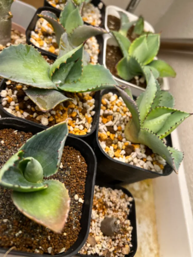 Agave seemanniana Pygmaea (アガベ ピグマエア)