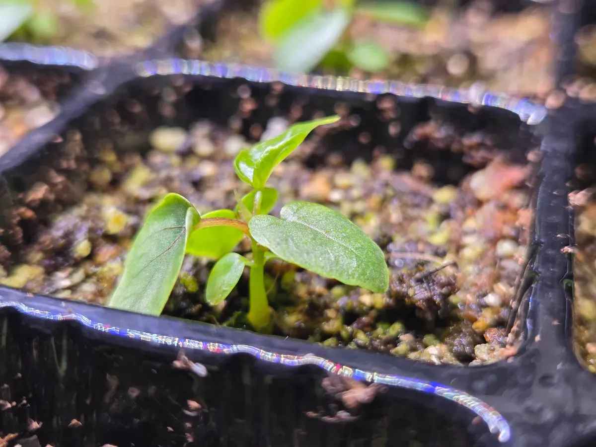 Ficus petiolaris (フィカス ペティオラリス)