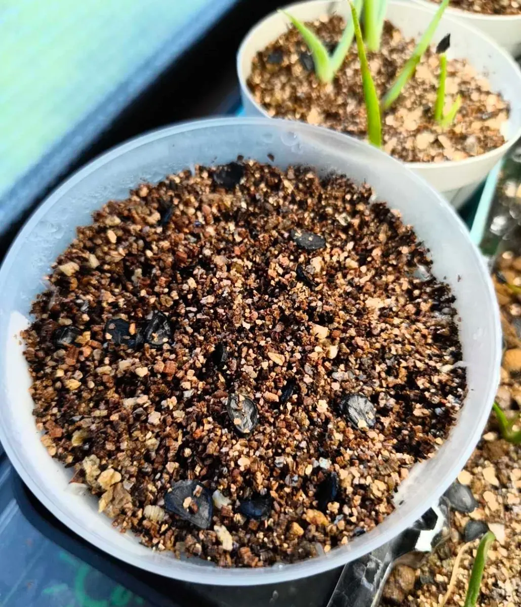 Agave ([プレゼント種子])