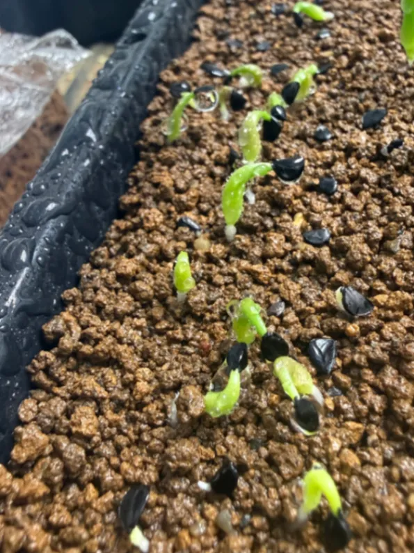 Agave oteroi Lot. (アガベ オテロイ)