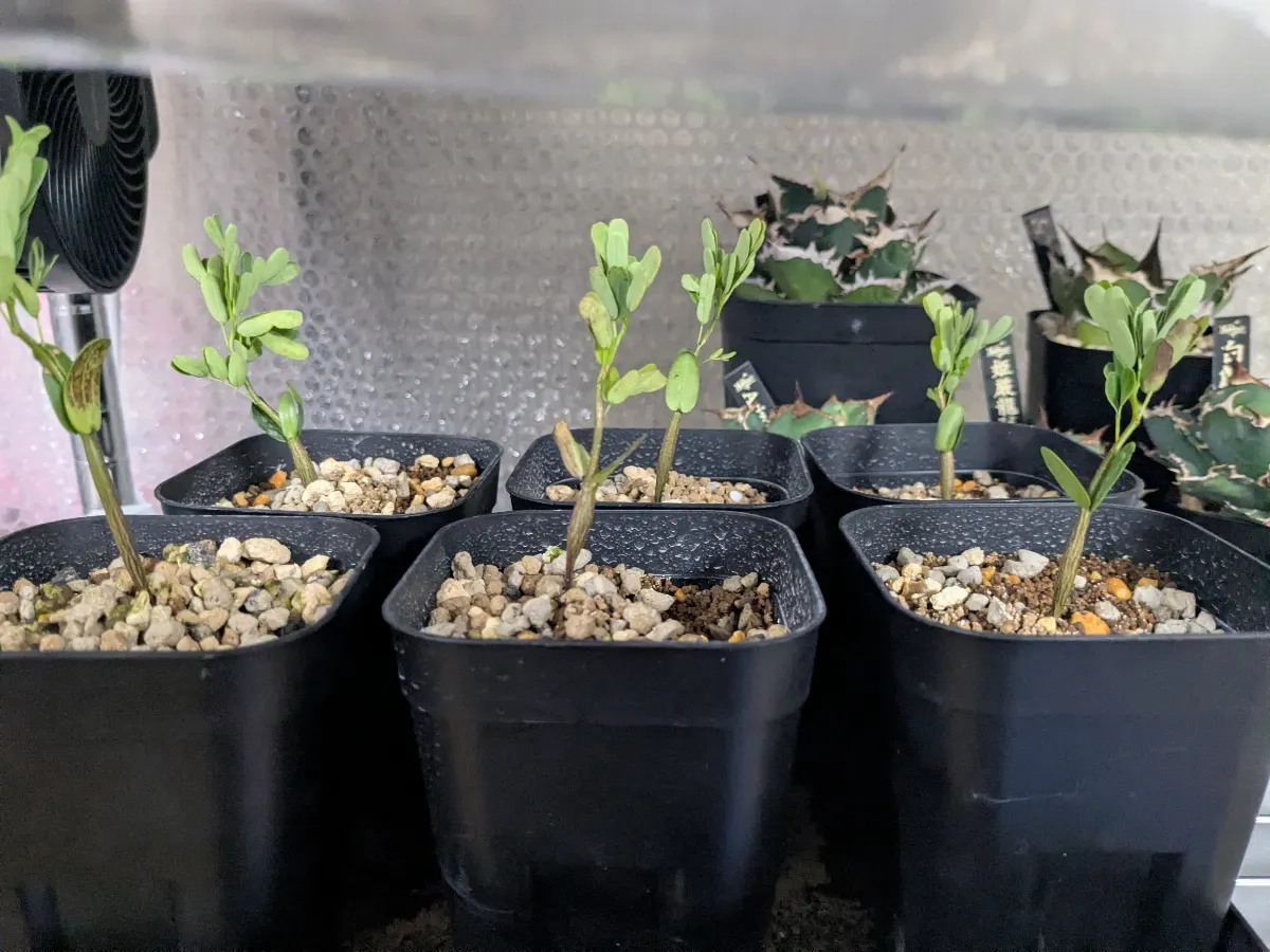 センナ メリディオナリス Senna meridionalis