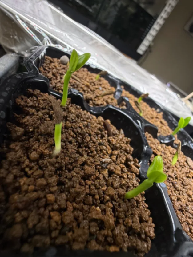 Pachypodium ambongense (パキポディウム アンボンゲンセ)