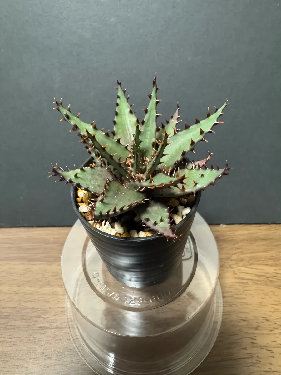 Aloe broomii (アロエ ブルーミー)
