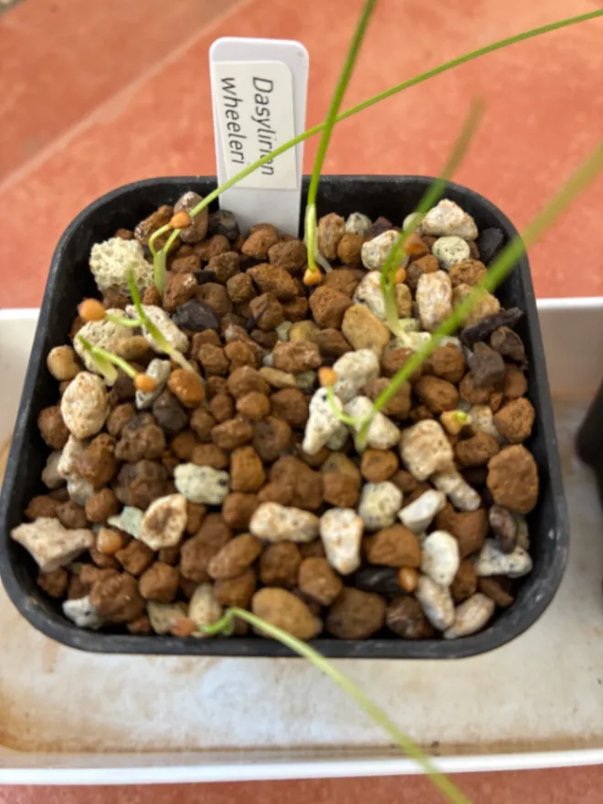 Dasylirion wheeleri (ダシリリオン ウィーレリ)