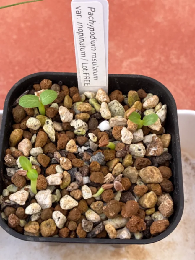 Pachypodium rosulatum var. inopinatum ([プレゼント種子 3月22日まで] パキポディウム イノピナツム)