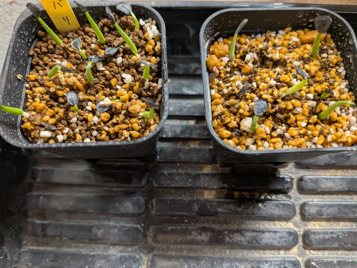 Agave parryi ssp. parryi ([少量追加:タネの日プレゼント] アガベ パリー)