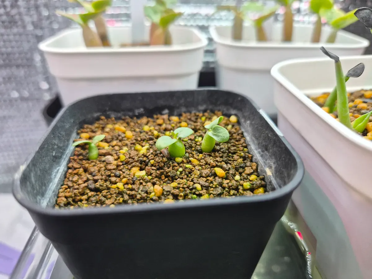 Pachypodium rosulatum var. inopinatum ([プレゼント種子 3月22日まで] パキポディウム イノピナツム)