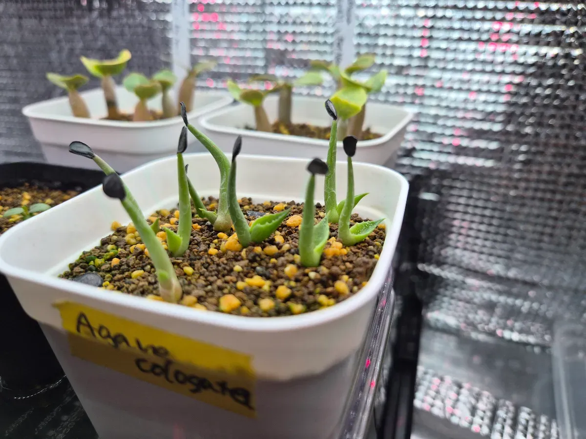 Agave colorata (アガベ コロラータ)