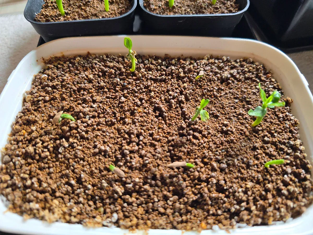 Pachypodium ambongense (パキポディウム アンボンゲンセ)