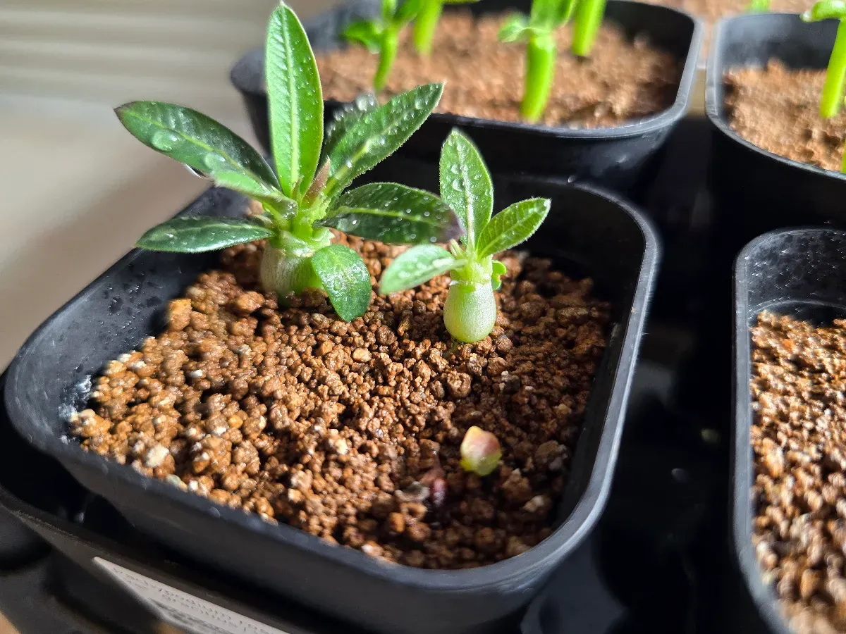 Pachypodium rosulatum var. gracilius Lot.2025DEC