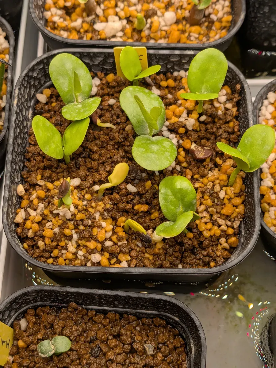Bolusanthus speciosus (ボルサンサス スペシオサス)