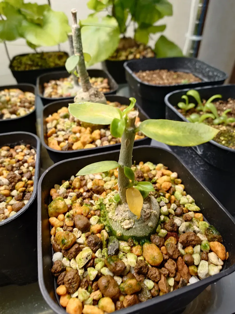 Fockea edulis (フォッケア 火星人)
