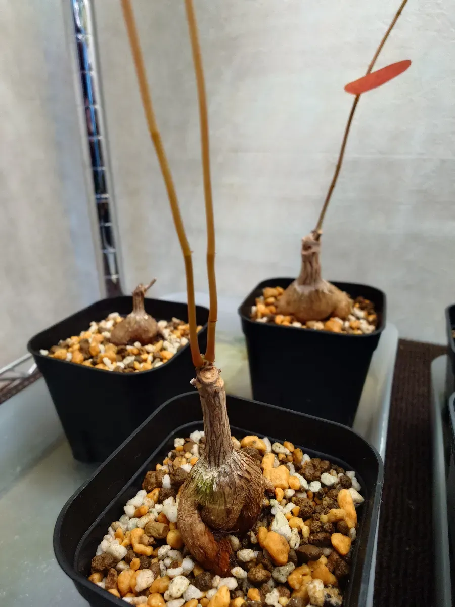 Phyllanthus mirabilis (フィランサス ミラビリス)