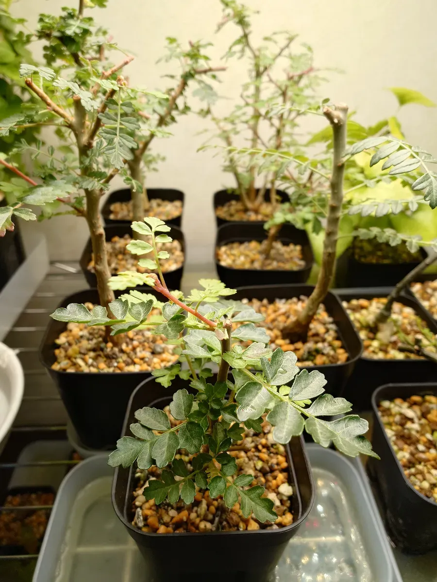 Pachycormus discolor (パキコルムス ディスカラー)