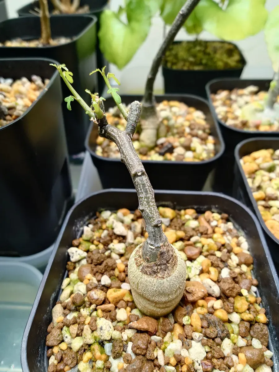 Adenia subsessilifolia (アデニア サブセッシリフォリア)
