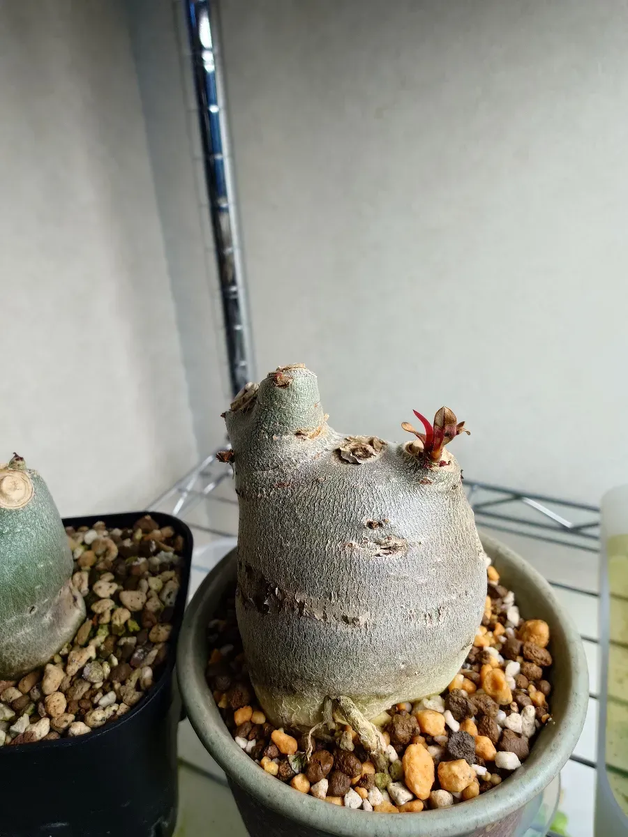 YSB Adenium arabicum Yak Sing Buri (アデニウム アラビカム)