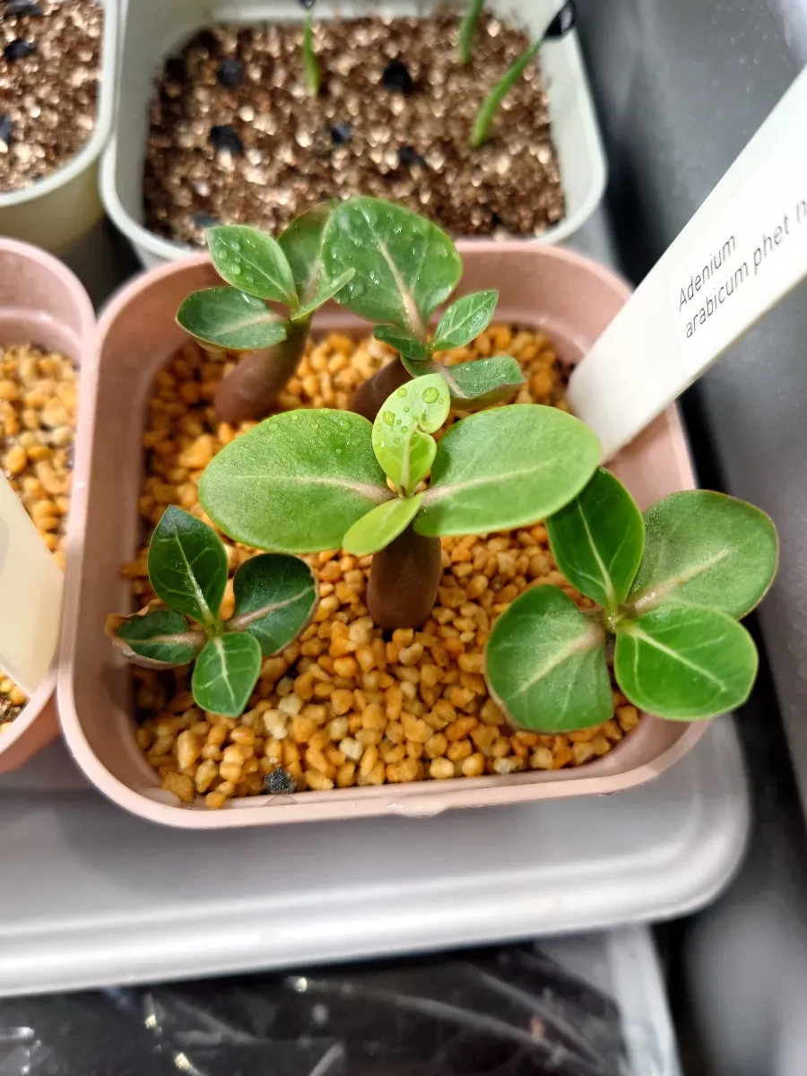 PNW Adenium arabicum phet na wang (アデニウム アラビカム)