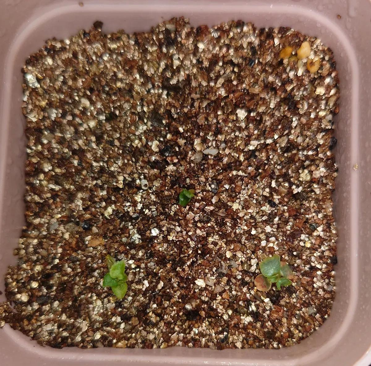 Dorstenia horwoodii  hybrid (ドルステニア ホルウッディハイブリッド)