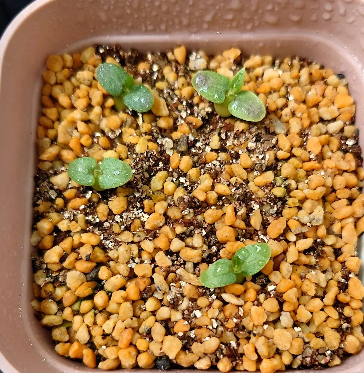 Pachypodium enigmaticum (パキポディウム エニグマチカム)