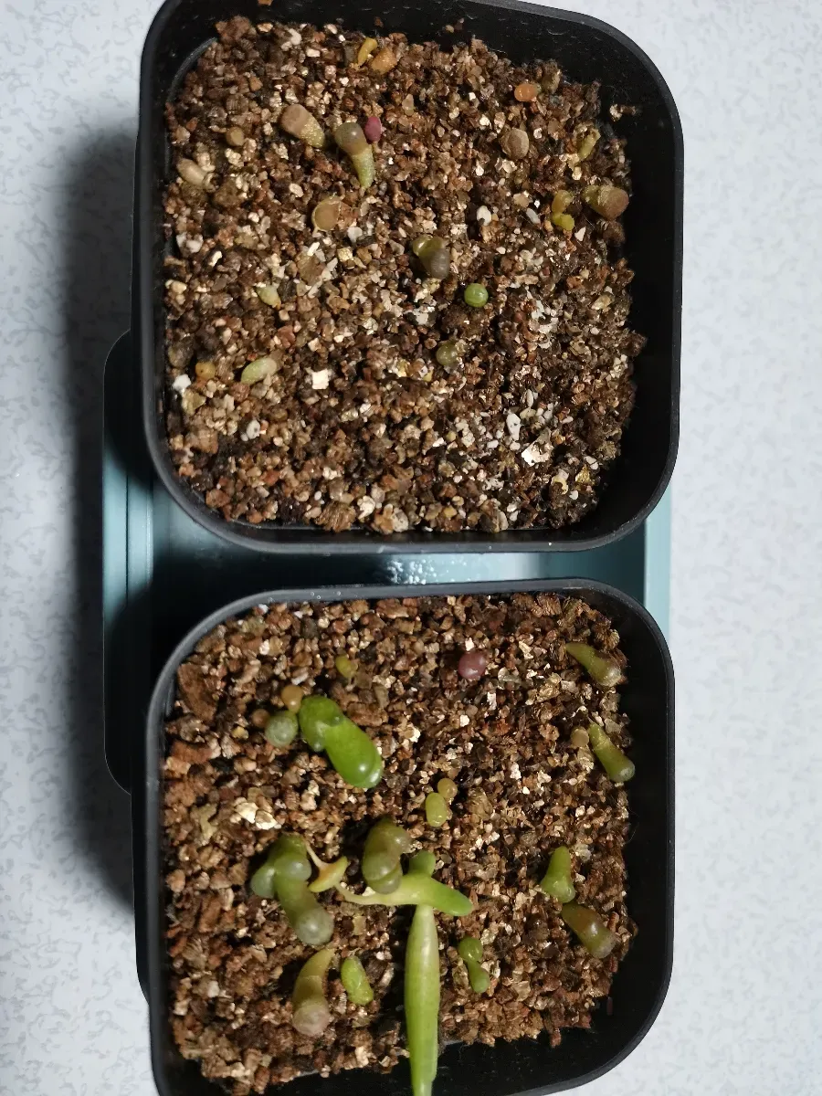 Lithops Mix Seeds (リトープス ミックス)