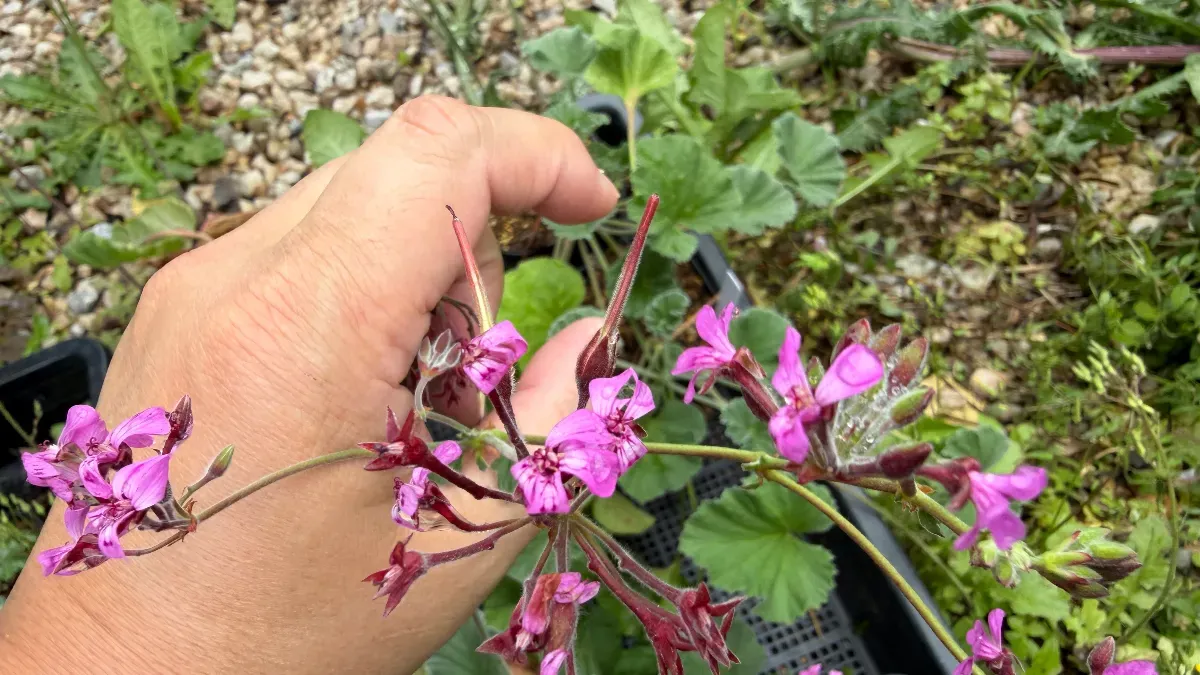 Pelargonium reniforme (ペラルゴニウム レニフォルメ)