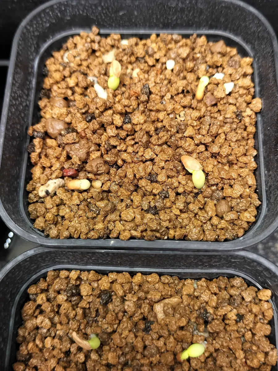 パキポディウム イノピナツム Pachypodium rosulatum var. inopinatum